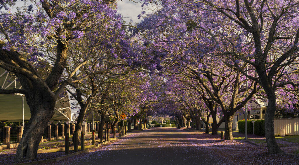 deep purple jacaranda trees flowering in raymond terrace